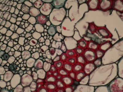 Microscopic view of plant cells and tissues