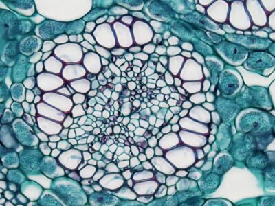 a close up view of a plant cell