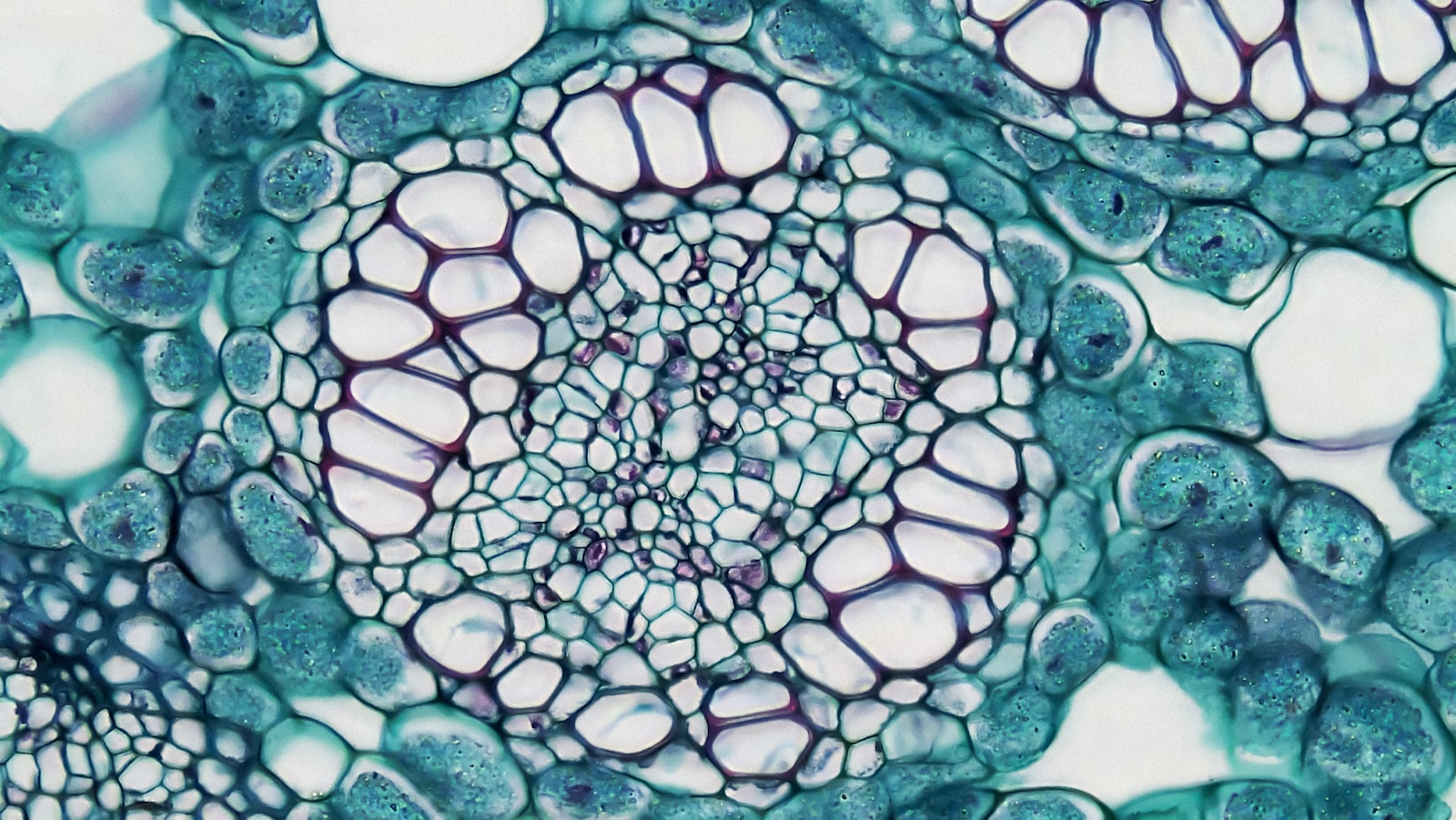 a close up view of a plant cell