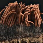 brown dried leaves on water