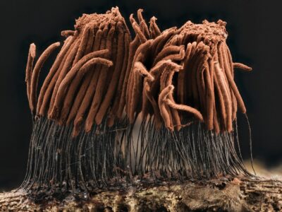 brown dried leaves on water