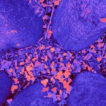 a close up of a blue cloth