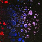 A black background with red, white and blue bubbles