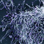 a close up of a purple and white substance